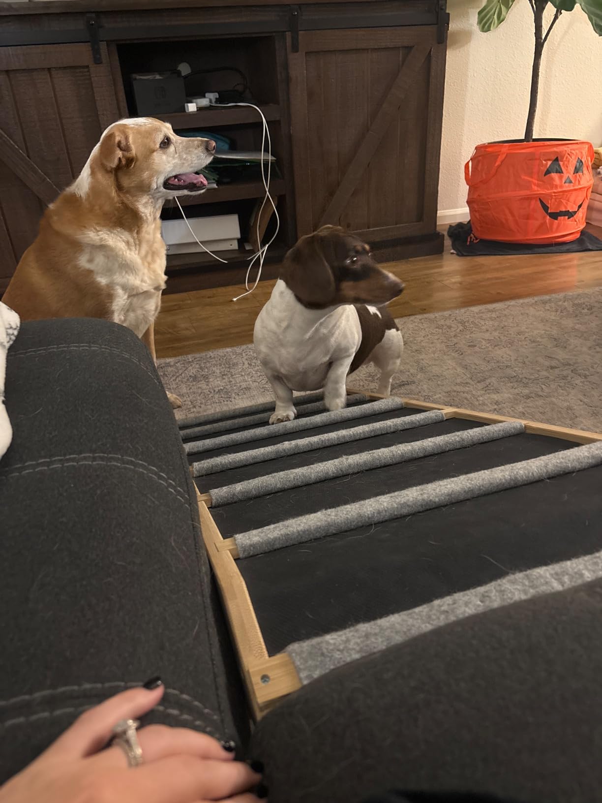 Dog Ramp for Bed, Extra Wide 17