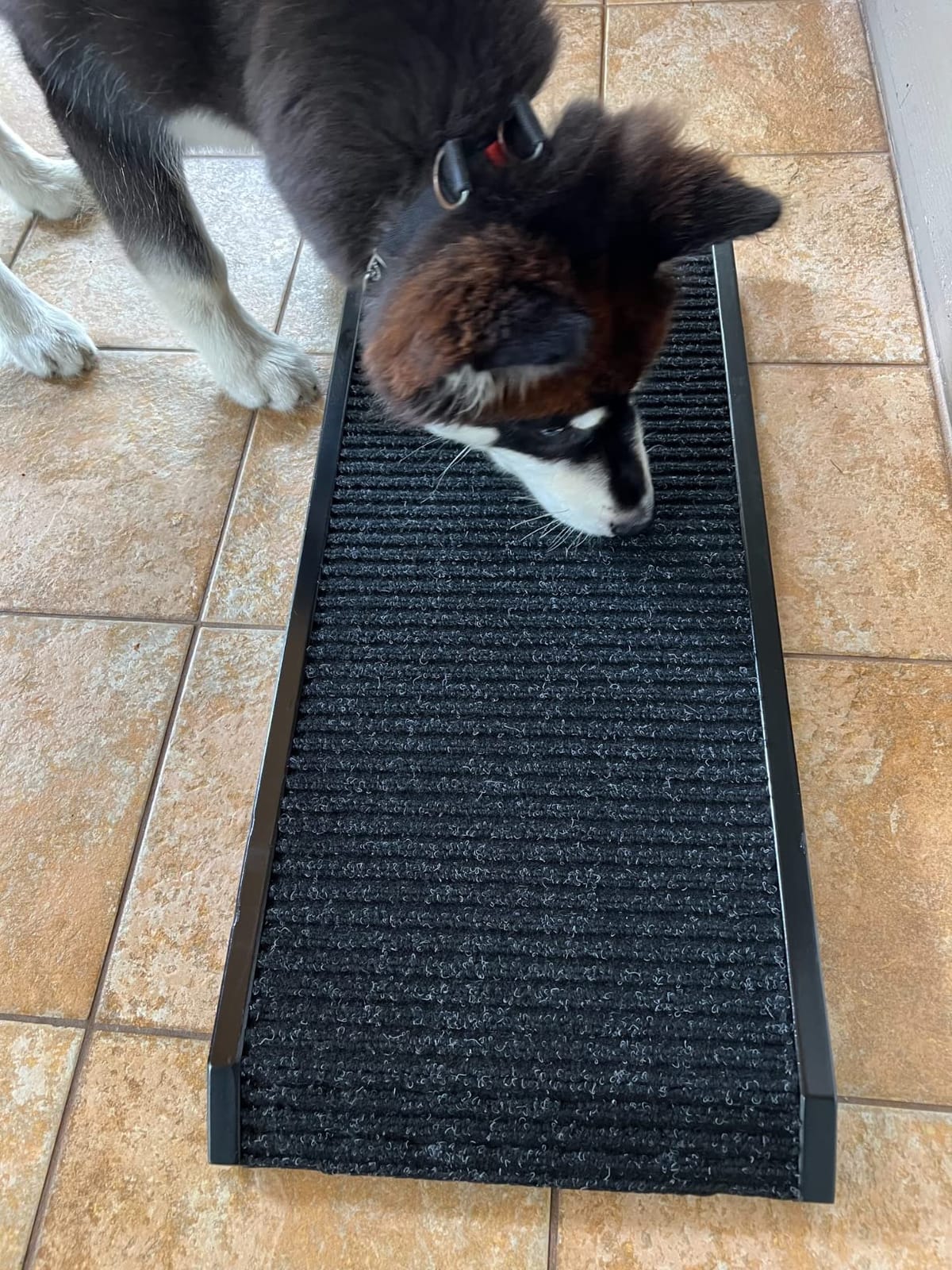 2026 Upgraded Dog Ramp for Couch - Foldable Small Dog Ramp for Bed - 4 Adjustable Height from 12