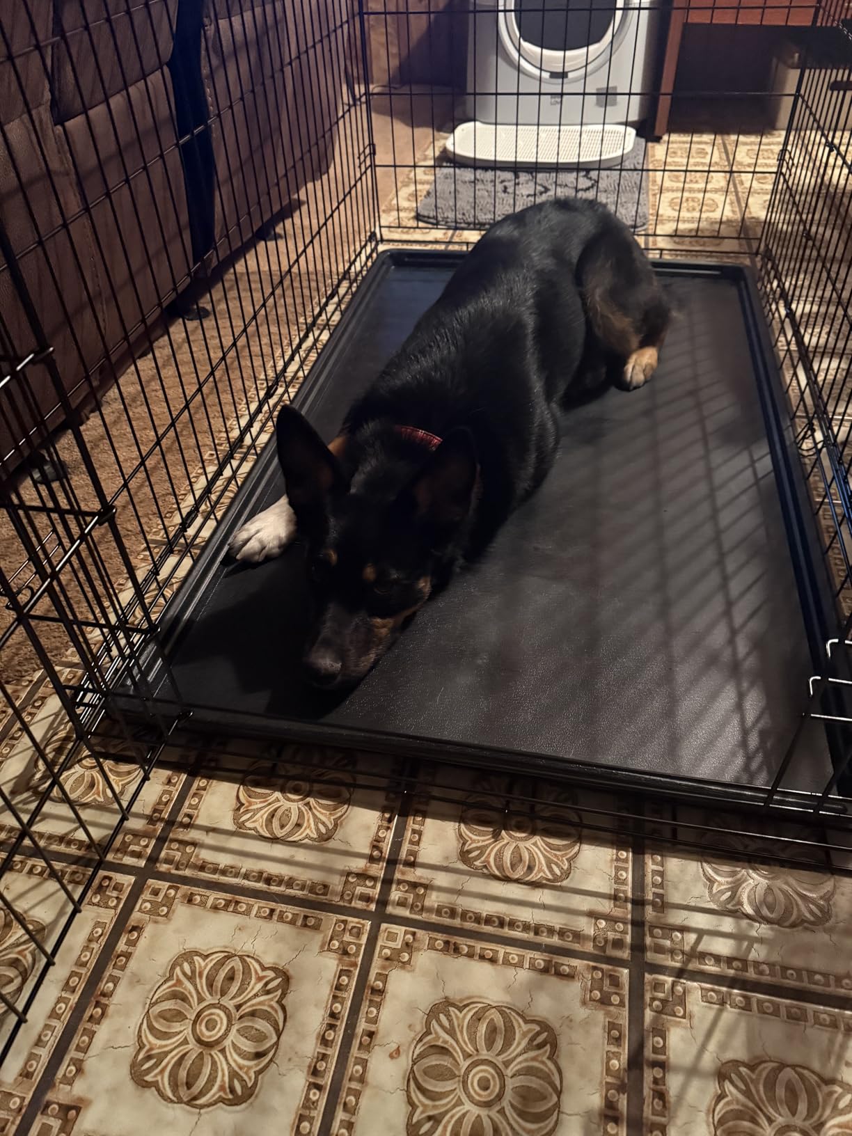 Sweetcrispy Dog Crate 42 Inch, Medium Large Dog Cage, Foldable Pet Kennel customer photo 1