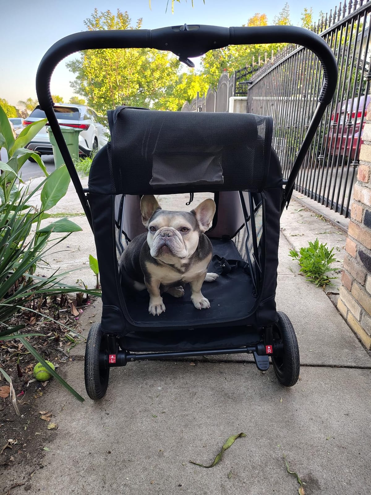 Dog Stroller for Large & Medium Dogs, 4 Wheels Pet Stroller for Large Dogs up to 120lbs, Extra Large Dog Stroller with Foldable Design, Sun Shades, Storage Pocket, Breathable Mesh customer photo 2