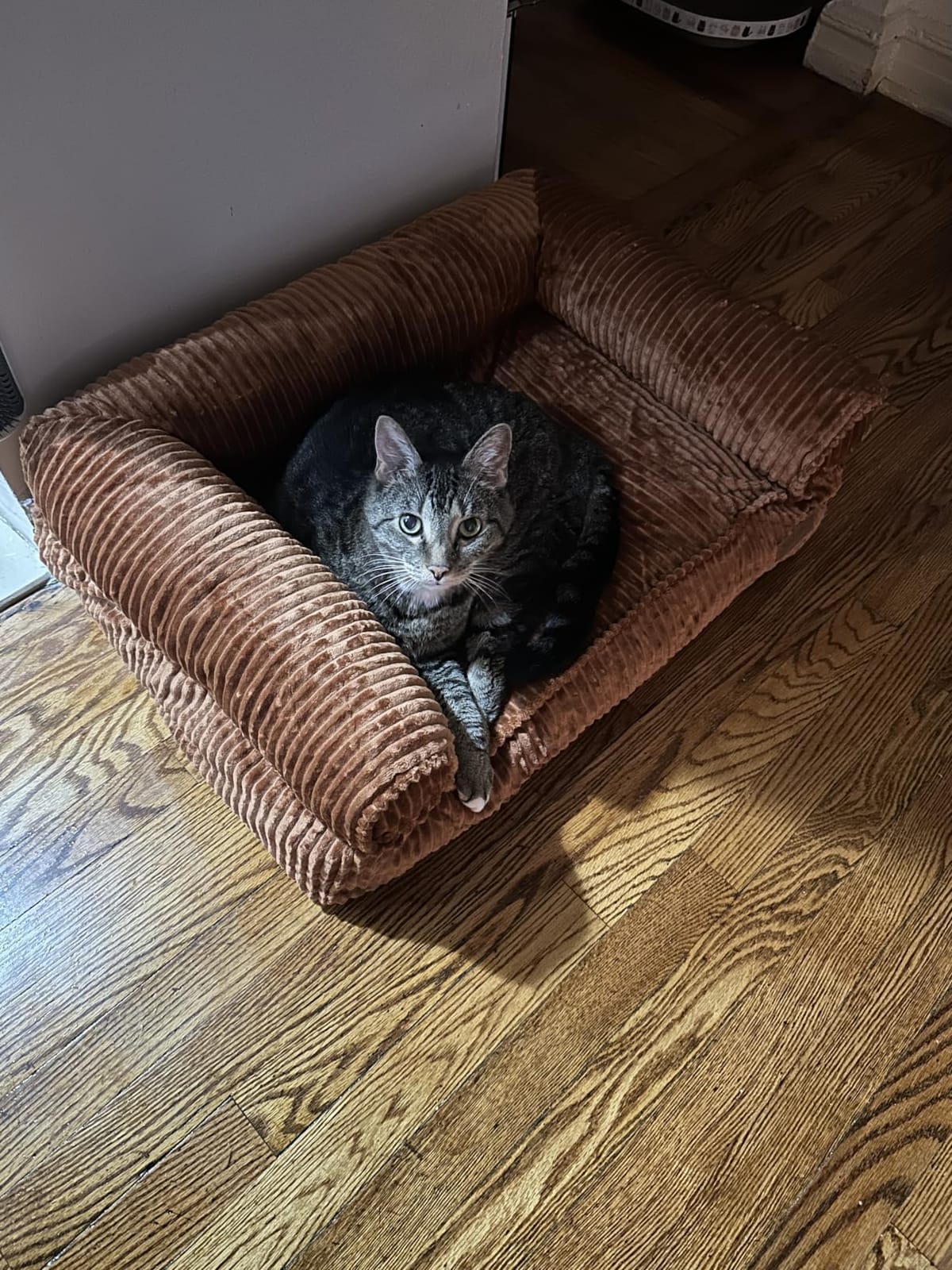 FUKUMARU Dog Couch Bed, Corduroy Cozy Cat Bed, Waterproof, Washable Cover customer photo 2