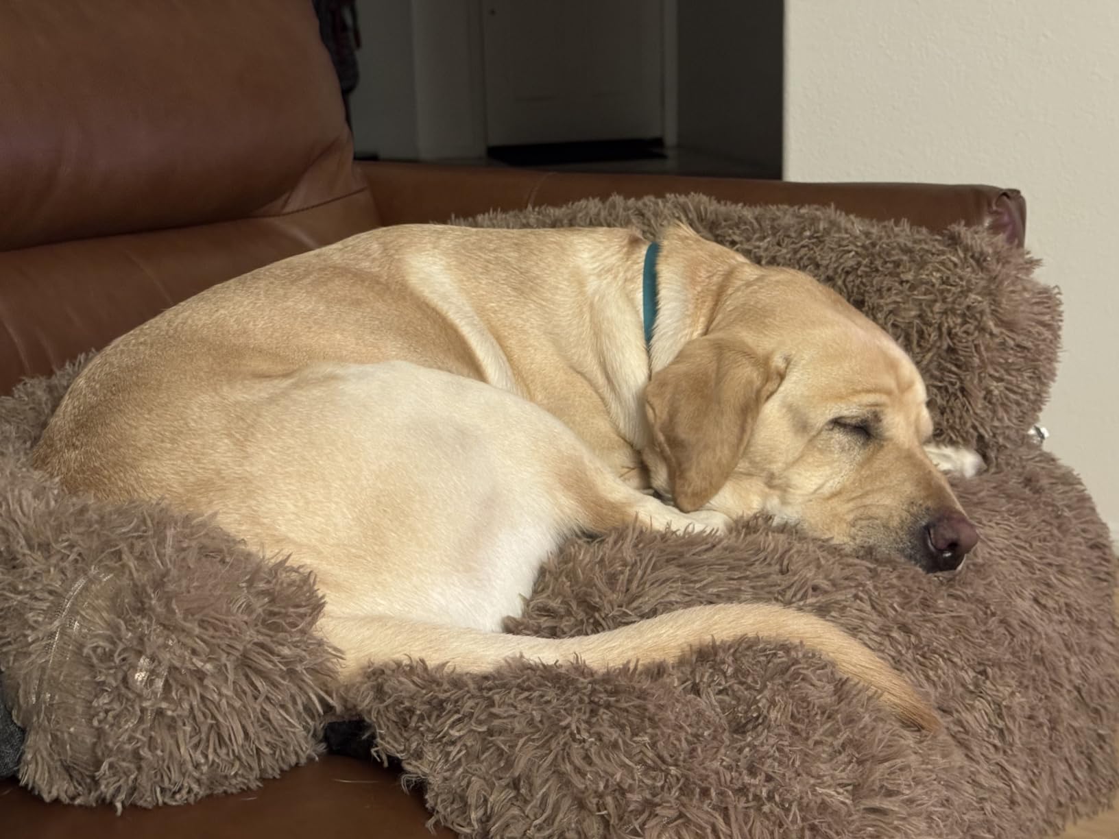GGIB Cooling Dog Bed Mat with Bolster Pillow Washable Dog Couch Cover Breathable Summer Pet Couch Bed Protector Indoor(Large, Cooling Blue) customer photo 1