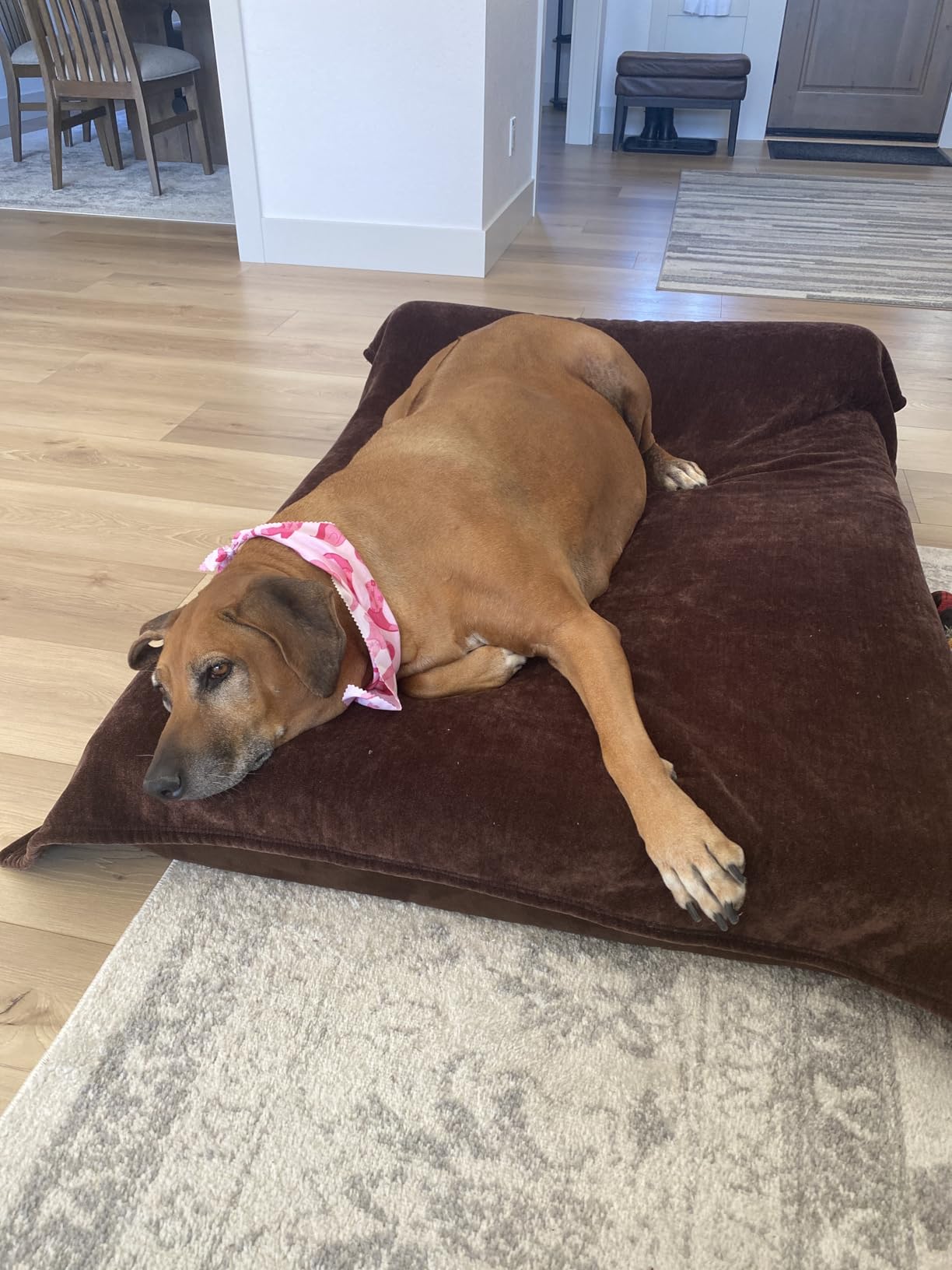 Barker Beds Giant Orthopedic Dog Bed - 7