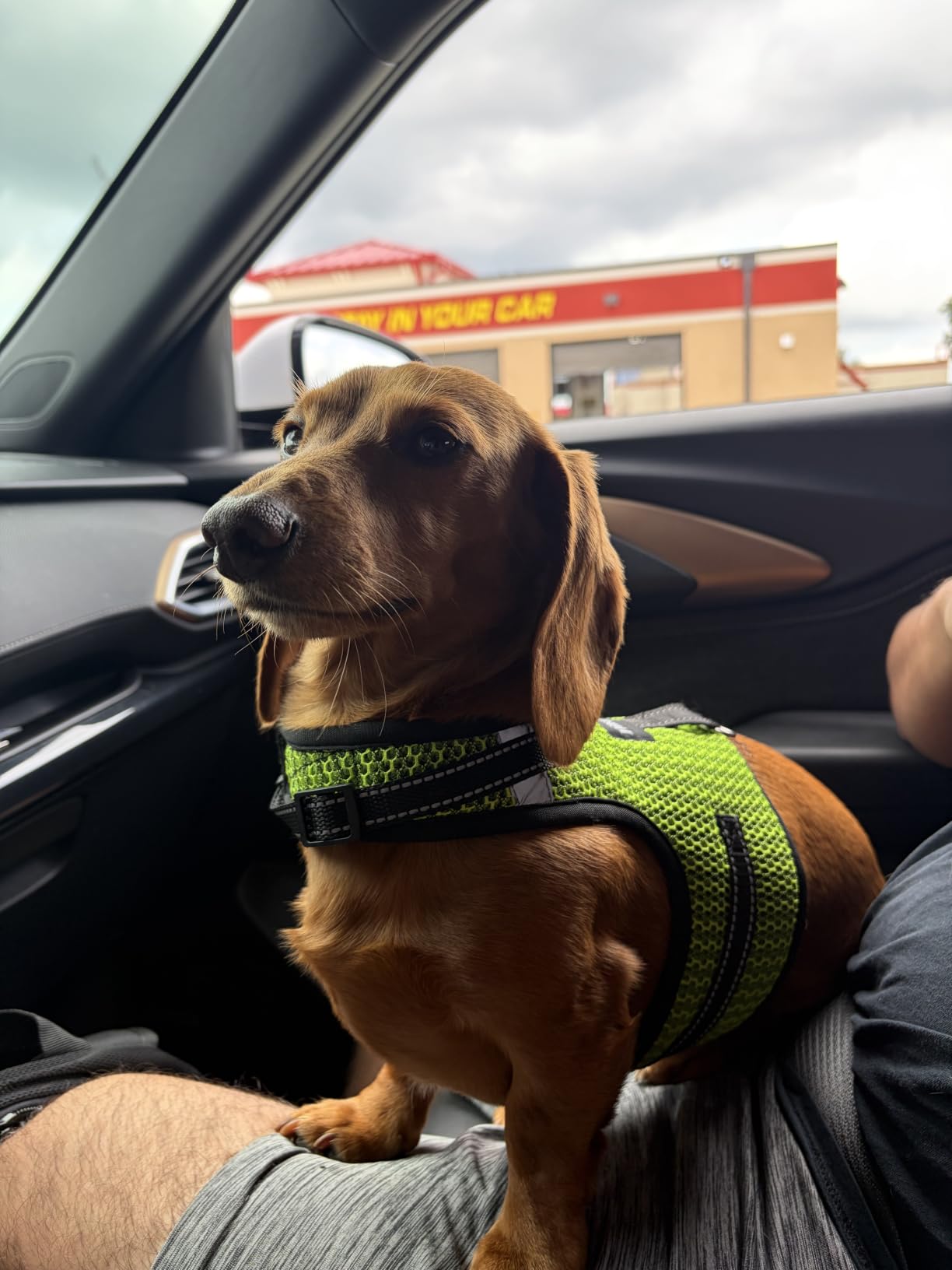 Mini Dachshund Harness Vest, No Pull & No Armpit Rub Dachshund Harness, Escape Proof Adjustable Dog Harness for Walking (Blue, S: Chest 32-41cm (12.5