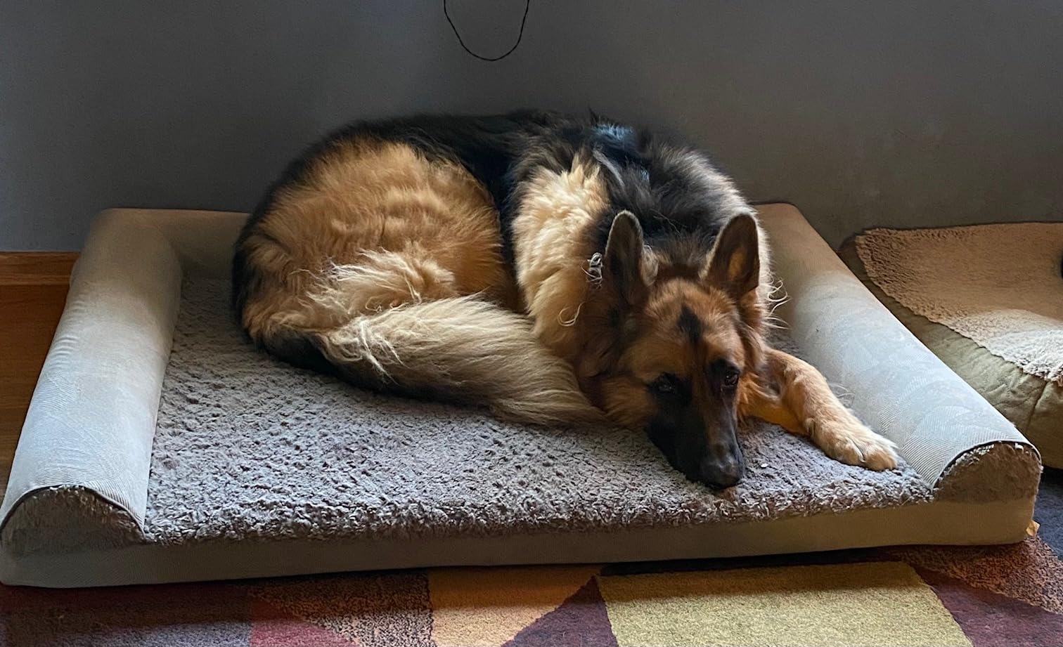 JOEJOY Chew Proof Indestructible Dog Bed for Large Dog, Chewproof Crate Pad customer photo 1