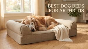 best dog beds for arthritis