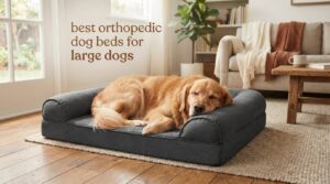 best orthopedic dog beds for large dogs