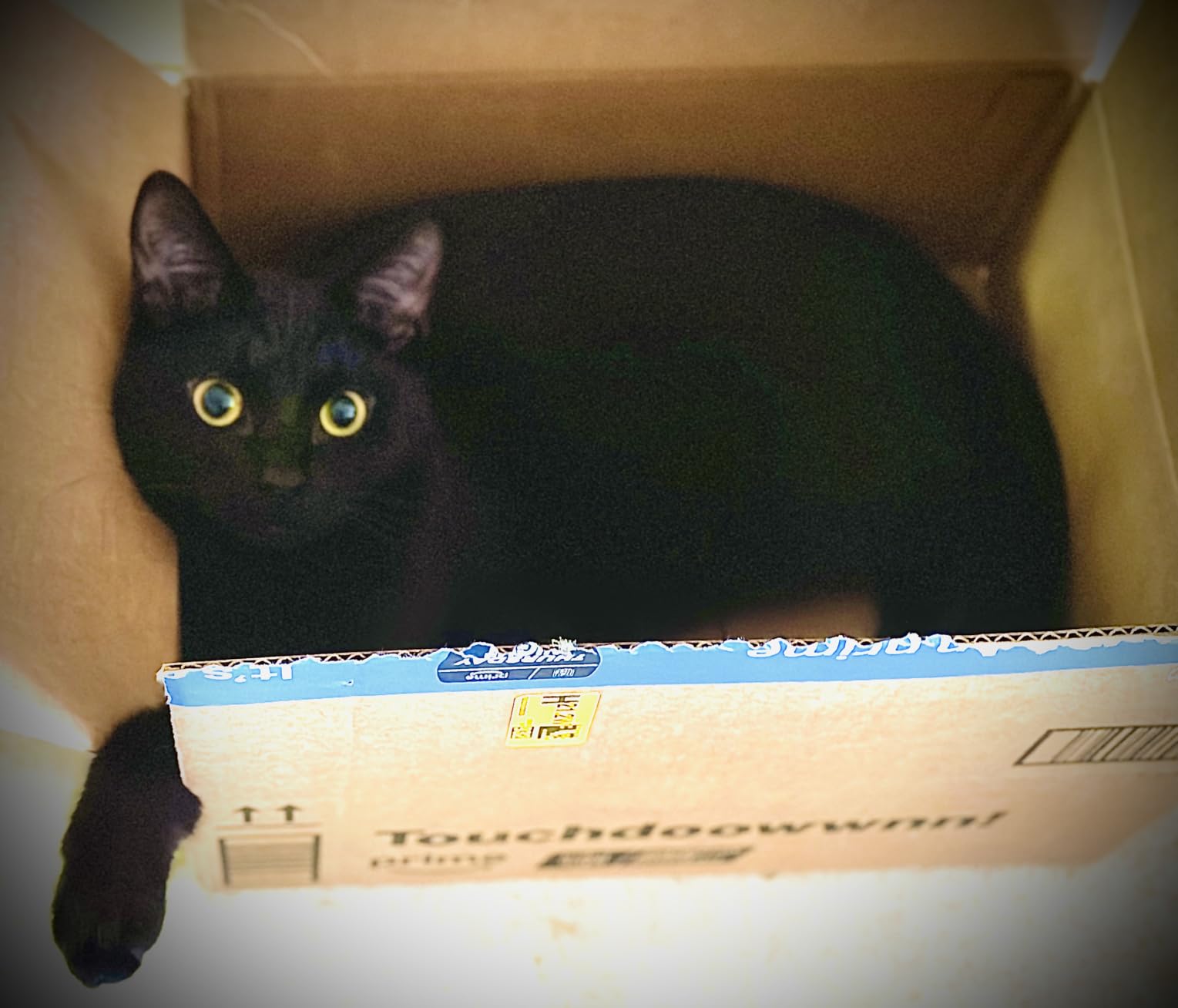 Fresh Step Multi-Cat Litter customer photo 1