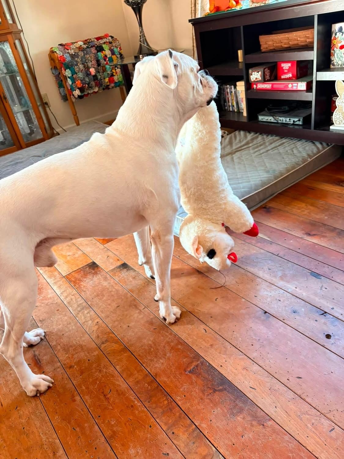 Multipet Lamb Chop customer photo 1
