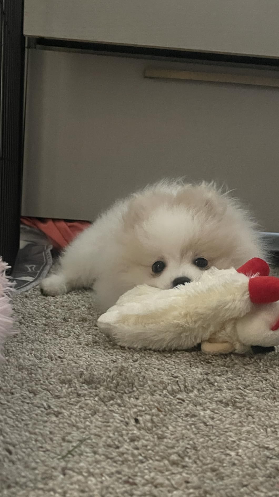 Multipet Lamb Chop customer photo 2