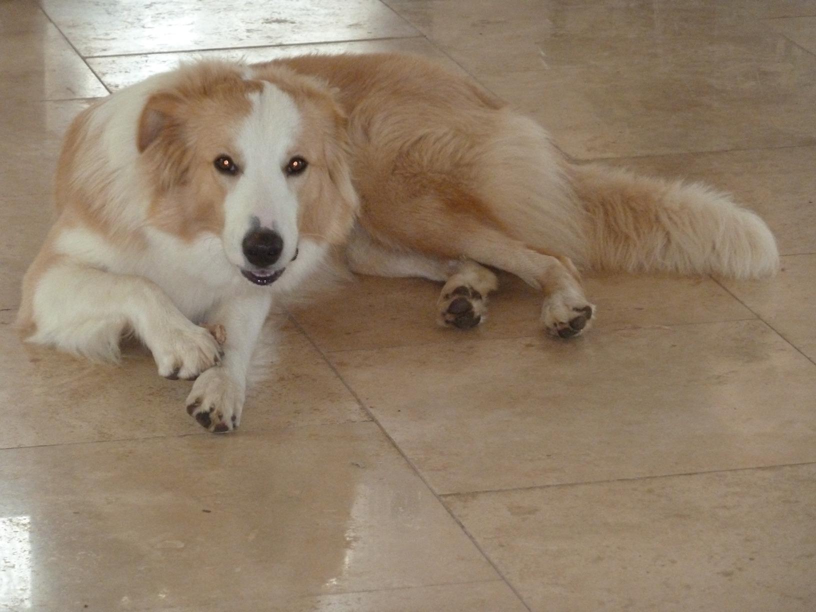 Wahl Pet Refresh Wipes customer photo 1