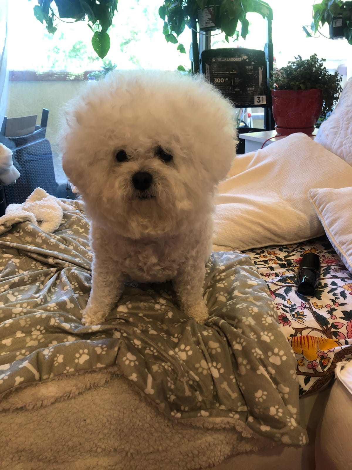 B-Air Fido Max 1 customer photo 1