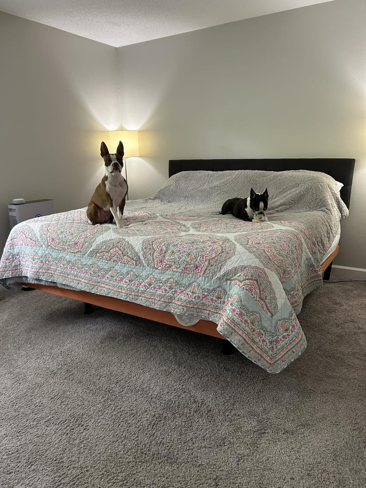 ESHINE Adjustable Bed Frame Smart Bed King - Electric Upholstered Bed Base with Massage, Wireless Remote, Ergonomic Foot&Head Incline, Zero Gravity, Dual USB Ports, Under Bed Light, 3100 Series Grey customer photo 1