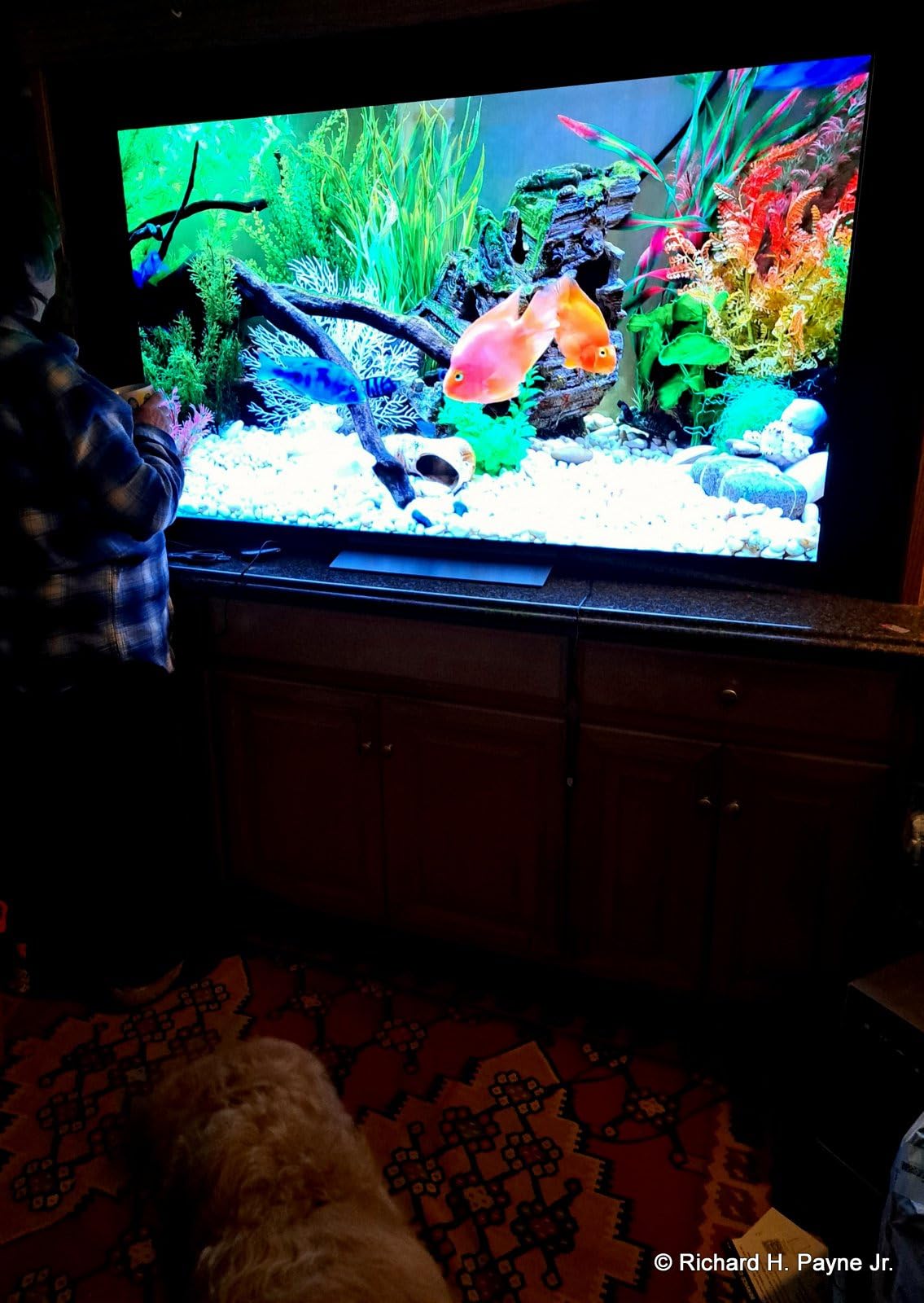 LG OLED77C3PUA 77-inch C3 customer photo 1