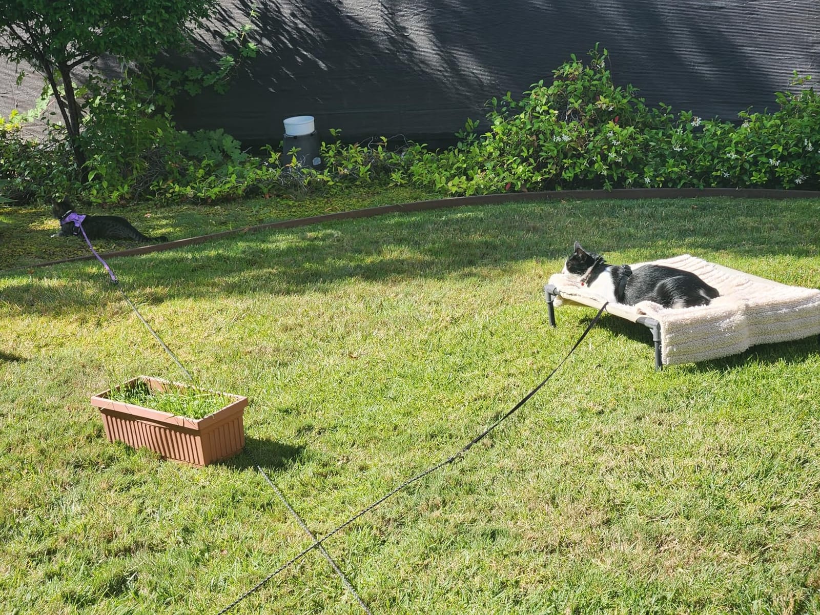 rabbitgoo Cat Harness customer photo 1