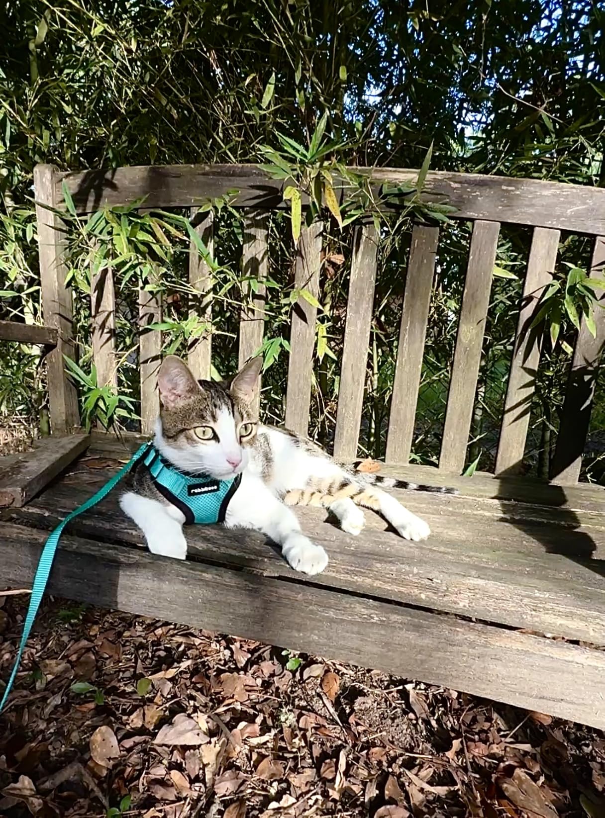 rabbitgoo Cat Harness customer photo 2