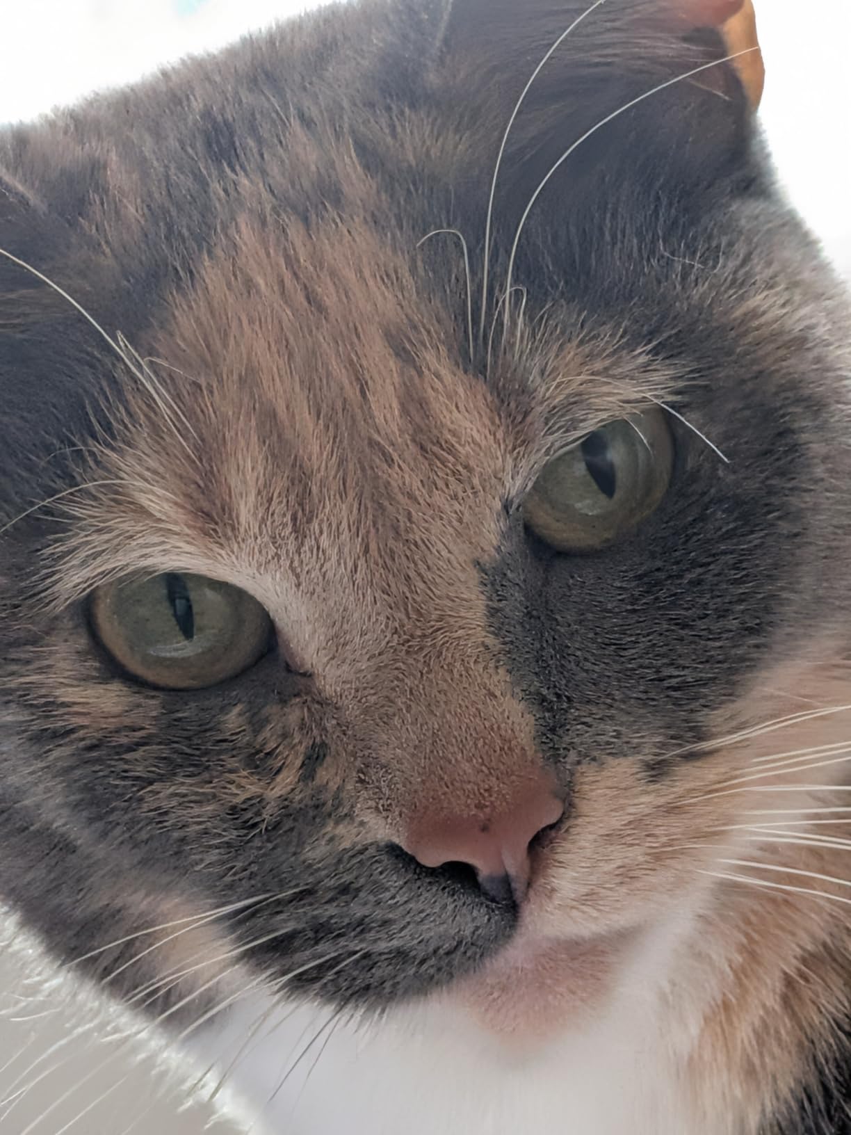 Google Pixel 10 customer photo 2